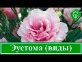 Виды и сорта эустомы