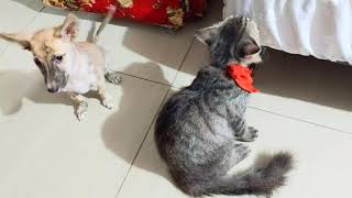 Cuties pets are relaxing and friendly to everyone by Hermenia Sacyap 76 views 10 days ago 2 minutes, 14 seconds
