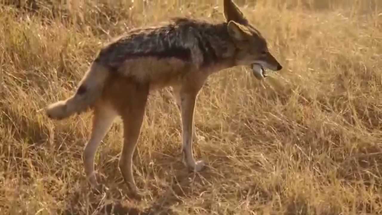 Day of the Jackal - YouTube