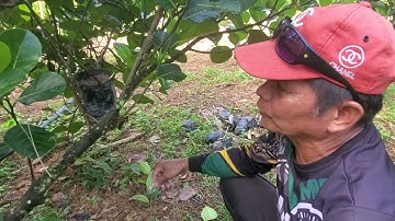 Learn Grafting Techniques To Reproduce Sweetest Jackfruit