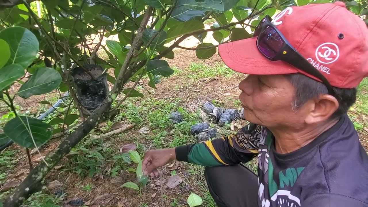 Learn Grafting Techniques To Reproduce Sweetest Jackfruit