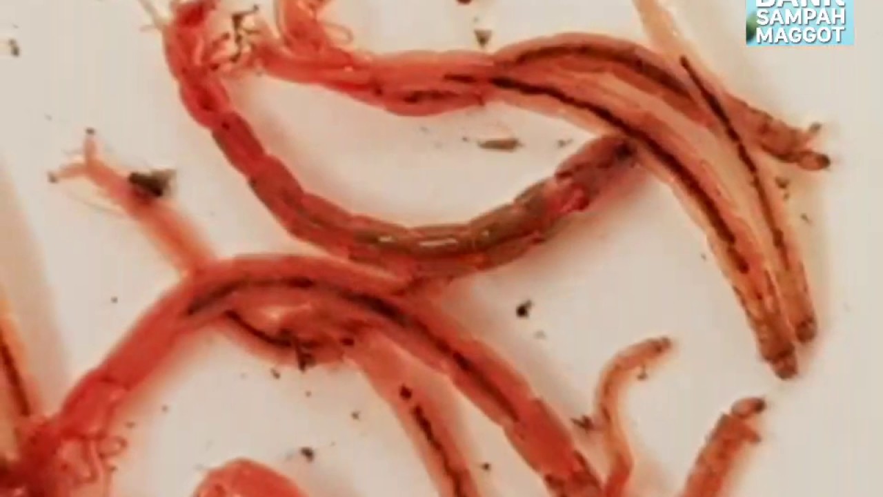 Blood Worm ( Cacing Darah ) untuk pakan ikan 