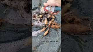 OVERWINTER DAHLIA TUBERS