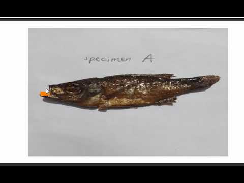 MSCE MANEB BIOLOGY PAPER II ,, COACHINGS hqdefault
