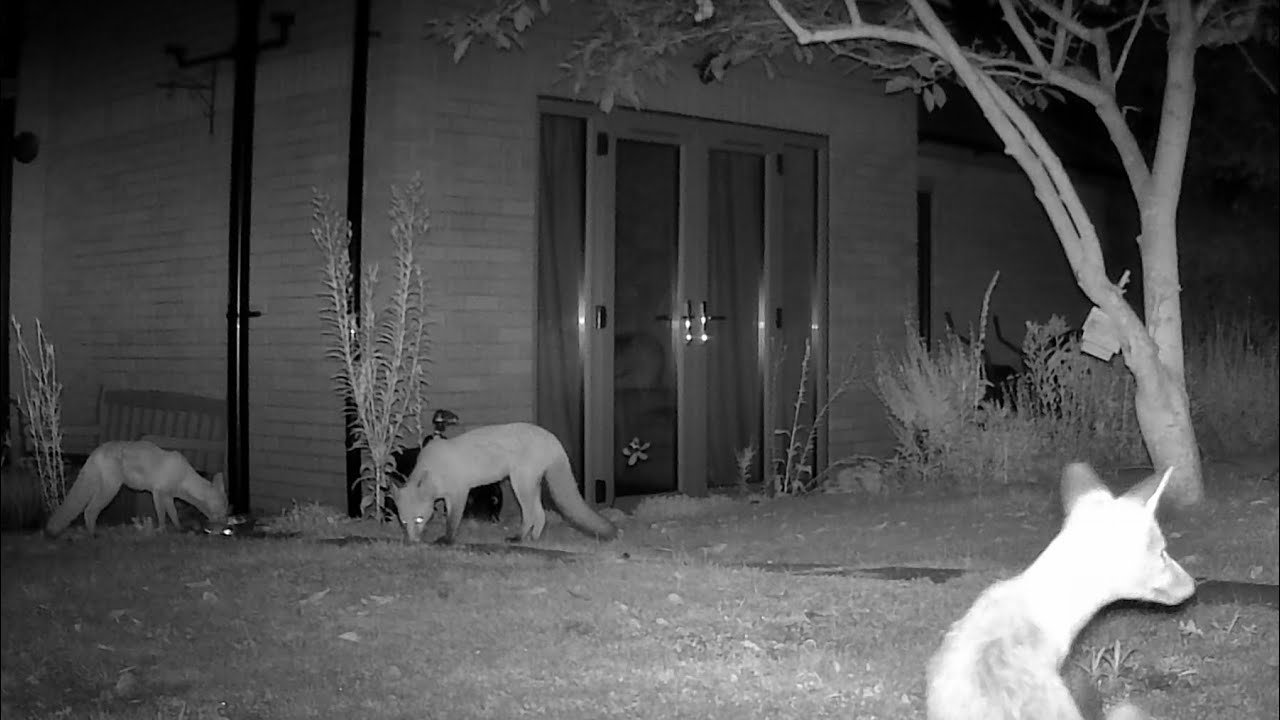Fox Night Videos Only GardePro A3 Wildlife Trail Camera 1 of 2 Worcester UK 22nd To 25th August 2022