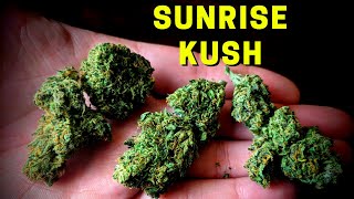 Sunrise Kush CBD Bud Review (Full Bloom Hemp)
