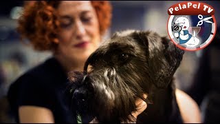 PELUQUERÍA CANINA  SCHNAUZER MEDIANO, HAND STRIPPING LÍNEA AMERICANA Y ALEMANA CON HELEN DIEZ