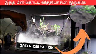 GREEN ZEBRA FISH IN SMOKE EFFECT FISH TANK | PALUDARIUM | EP 234 by Karthick JK 2,803 views 7 months ago 5 minutes, 47 seconds