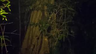 ថតបានសម្លេងព្រាយខ្លា មកគេងម្នាក់ឯងលើភ្នំ