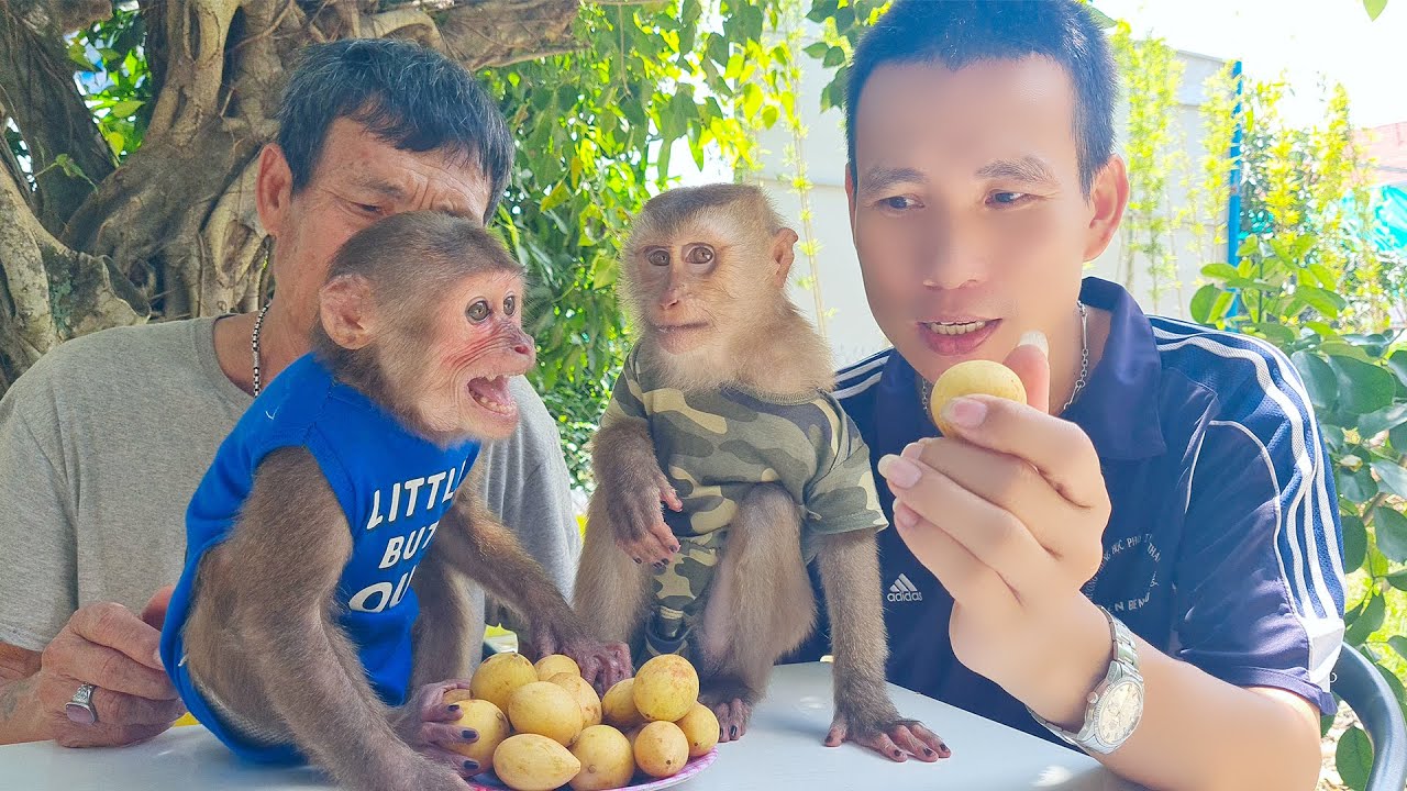 Smart Sam boy's family enjoys delicious strawberries