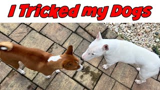 I Tricked my Dogs: Basenji and Bull Terrier by Feenix the Funny Singing Dog 172 views 3 months ago 1 minute, 13 seconds