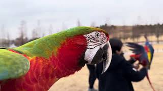 [루카의모험] 할리퀸마카우 금강앵무새 루카와 친구들 앵무새들의 산책은  어떻게 할까요? 떳다 떳다 앵무새