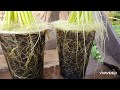Growing water spinach or kang kong in 20 days
