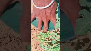 #watermelon 🍉#farming #vlog