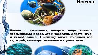 Презентация Жизнь в океане Презентация Жизнь в океане