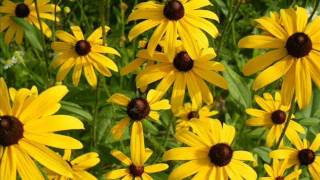 All The Pretty Horses - Lukas Nelson and The Promise of the Real wmv