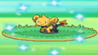 LIVE Shiny Shinx after 1,440 REs in Pokemon Platinum!