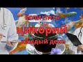 Если пить цикорий каждый день — что будет на самом деле