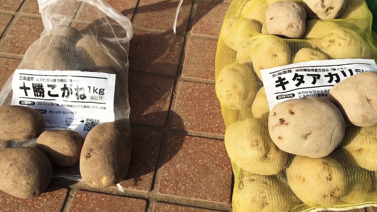 Kitaakari Tokachi Kogane Potato properties - YouTube