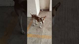 Inka pair bhale Hi Kam Hai Lekin pyar pura hai inke bahaduri ko Dil Se salute #manojpahwa 🐕🙏🏻💗