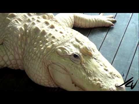 Albino Alligators at Gatorland Florida - YouTube