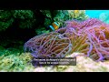 Jewels of the Sea: Timor-Leste's thriving coral gardens | Radio Free Asia (RFA)