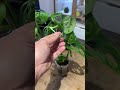 مونستيرا عبدالمحسن | محمية صديق البيئة