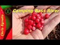 Camping Bass River - Wildlife, Foraging and Bushcraft tips