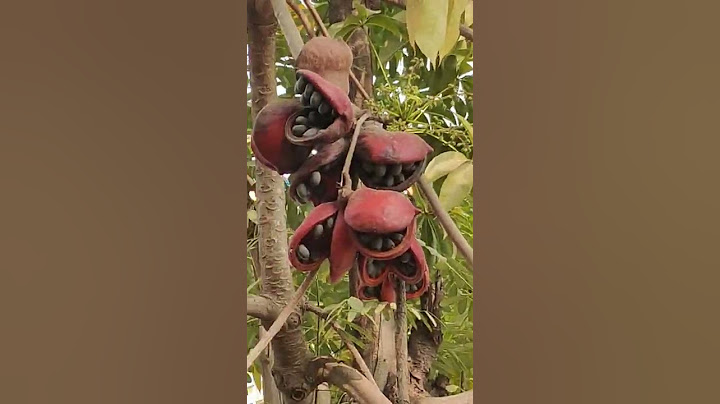 Fruits like laughing mouth nature beauty | sterculia  foetida #shorts