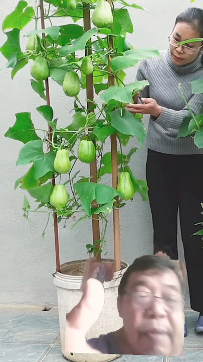 cara menanam labu Siam dipot #gardening #plants  #feedshort #labu siam