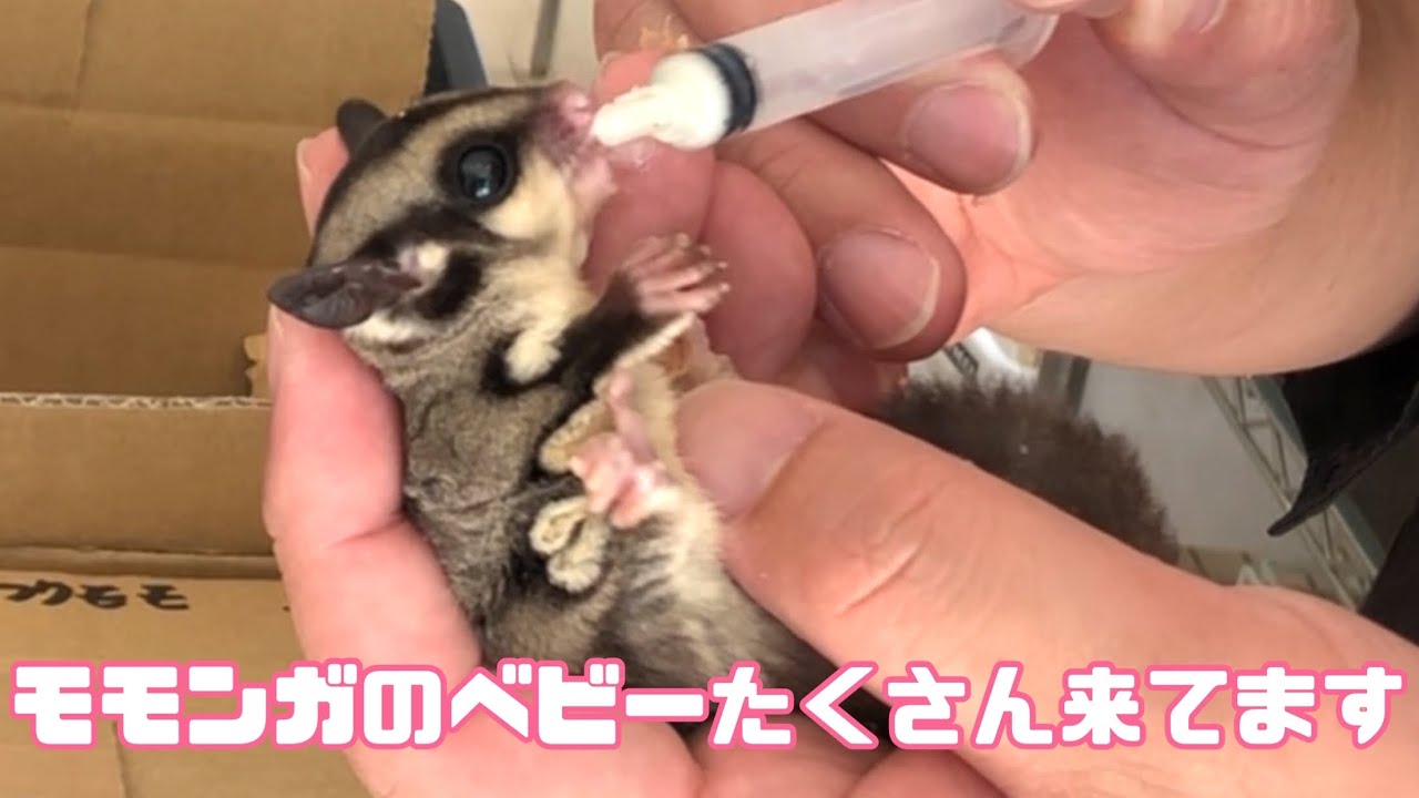 モモンガ沢山
