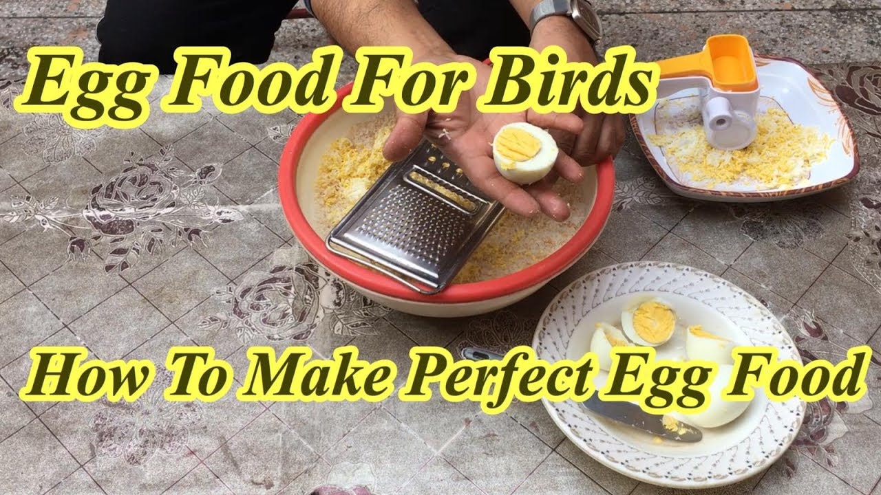Birds Egg Food How to Make Birds Soft food Parrots Softfood[hindi