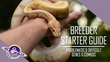 Ball Python Breeding Starter Guide | Problematic & Difficult Genes
