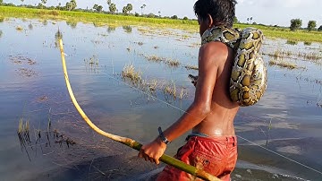 Primitive Technology: Simple DIY Python Snake Trap Using Arrow & Bow That Work 100%
