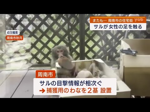 Yamaguchi] Monkeys spotted again in Shunan City - YouTube