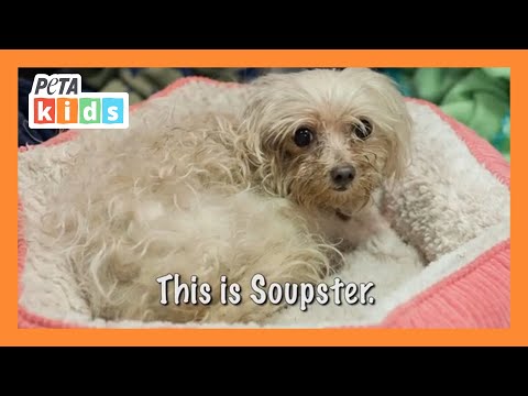Soupster the Pup Gets a Second Chance at Life | Animal Rescue Video | Animal Videos | @PETAKids