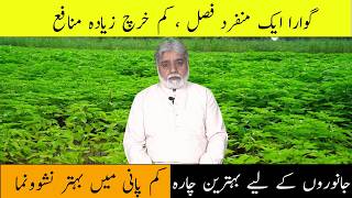 Gawara Aik Munfarid Fasal | Kam Kharch, Zyada Munafa | Sabzi Ke Tor Par Istemal Karein | AWC Agri