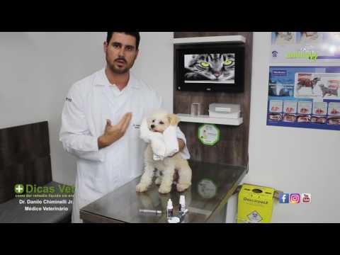 Vídeo: Como Colocar Um Conta-gotas Em Um Cachorro