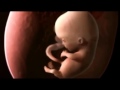 Human Fertilization and implantation