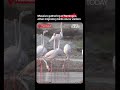 Flamingos, Migratory Birds Draw Crowds Along Thoothukudi's East Coast Road #flamingo #thoothukudi