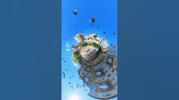 360 Camera Slow Motion | Birds @insta360 X3