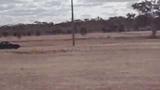 bogan paddock basher 2