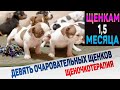 Полчаса релакса вместе с 9 очаровательными щенками!