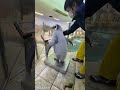 \ エンペラーペンギンの赤ちゃんの成長記録🐧【1月27日撮影 119日齢】