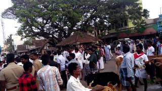 Enga Oru Mattu Pongal Thittacheri...