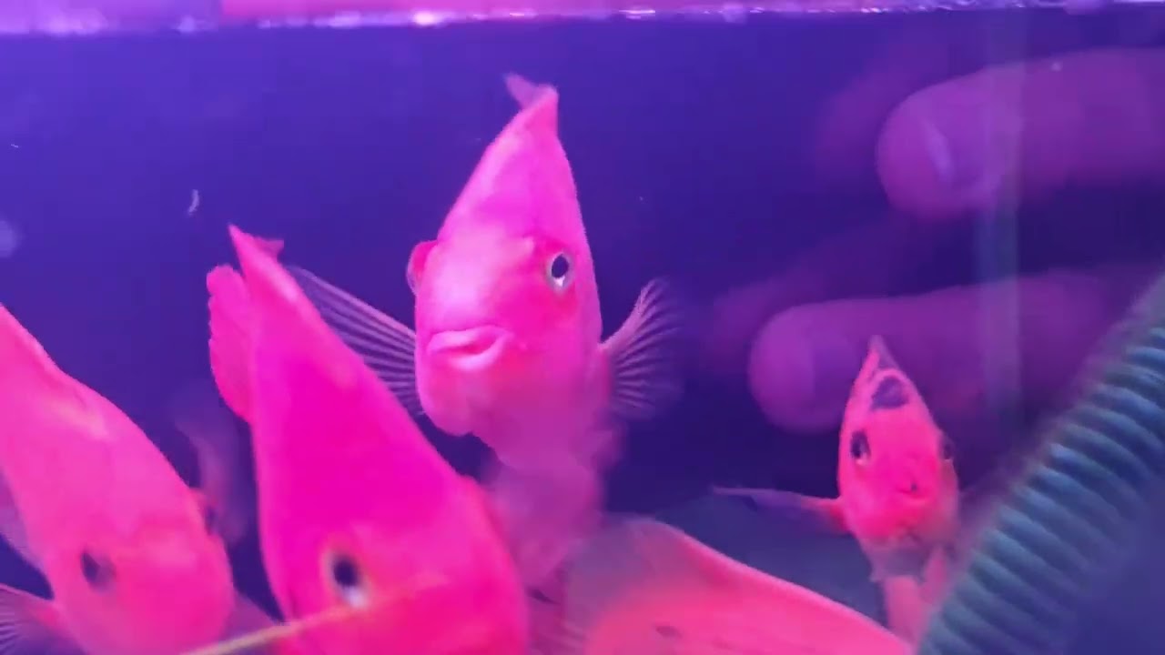 PARROT FISH no tail? Rio's Videos