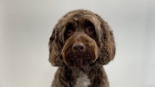 Cockapoo | Full Groom | Rudy | Dog Grooming