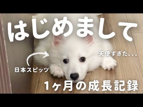 【はじめまして】日本スピッツの子犬が家に来て1ヶ月。成長が尊すぎた…