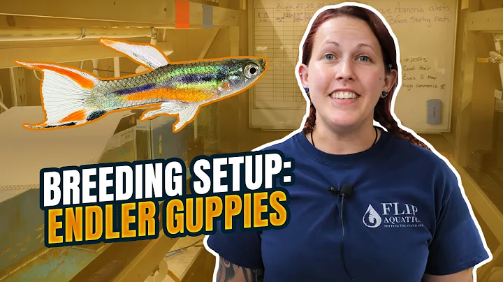 BREEDING Rare N Class Endlers [Tank Setup]