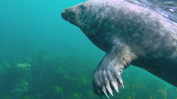 Snorkelling with Seals   2013